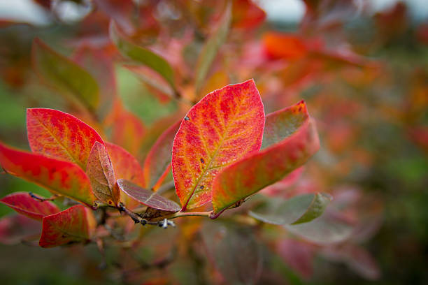 Fall Color on Blueberry Bush stock photo