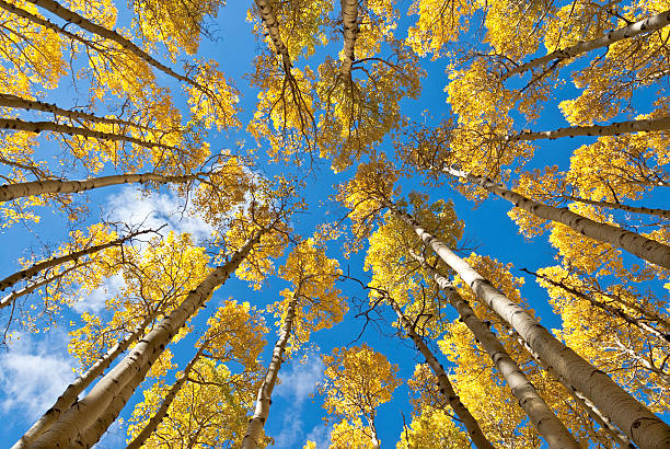 Fall Colored Aspens in the Inner Basin The Quaking Aspen (Populus tremuloides) gets its name from the way the leaves quake in the wind. The aspens grow in large colonies, often starting from a single seedling and spreading underground only to sprout another tree nearby. For this reason, it is considered to be one of the largest single organisms in nature. During the spring and summer, the aspens use sunlight and chlorophyll to create food necessary for the tree’s growth. In the fall, as the days get shorter and colder, the naturally green chlorophyll breaks down and the leaves stop producing food. Other pigments are now visible, causing the leaves to take on beautiful orange and gold colors. These colors can vary from year to year depending on weather conditions. For instance, when autumn is warm and rainy, the leaves are less colorful. This fall scene of gold colored aspens was photographed by the Inner Basin Trail in Coconino National Forest near Flagstaff, Arizona, USA. jeff goulden aspen stock pictures, royalty-free photos & images