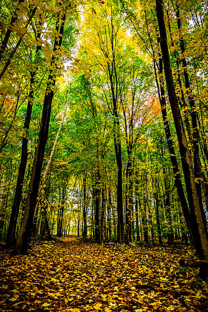 Fall Colored Forest stock photo