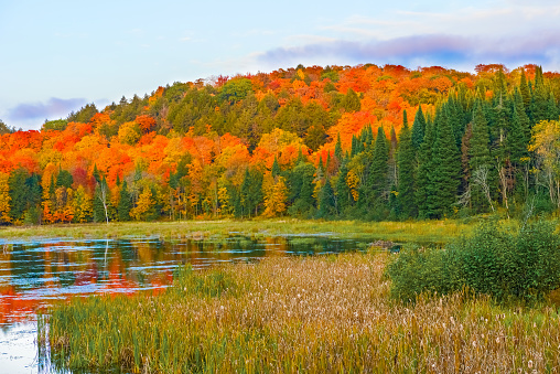 Fall Colors Algonquin Park Ontario Canada Stock Photo & More Pictures ...