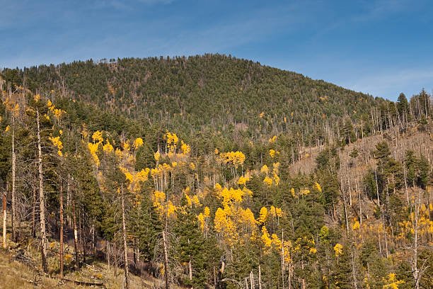 Fall Colors on Kendrick Mountain The Quaking Aspen (Populus tremuloides) gets its name from the way the leaves quake in the wind. The aspens grow in large colonies, often starting from a single seedling and spreading underground only to sprout another tree nearby. For this reason, it is considered to be one of the largest single organisms in nature. During the spring and summer, the aspens use sunlight and chlorophyll to create food necessary for the tree’s growth. In the fall, as the days get shorter and colder, the naturally green chlorophyll breaks down and the leaves stop producing food. Other pigments are now visible, causing the leaves to take on beautiful orange and gold colors. These colors can vary from year to year depending on weather conditions. For instance, when autumn is warm and rainy, the leaves are less colorful. This fall scene of gold colored aspens was photographed on Kendrick Mountain in the Coconino National Forest near Flagstaff, Arizona, USA. jeff goulden aspen stock pictures, royalty-free photos & images