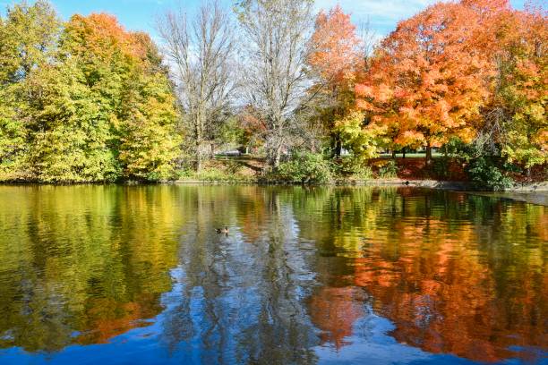 fall colours at riverside park - burt forest imagens e fotografias de stock