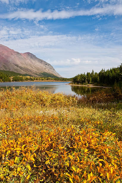 Fall Colors at Redrock Lake Fall comes early to the high country of Montana. While the plains are still baking in the heat of summer, the Continental Divide is taking on the hues of autumn. This scene of huckleberry bushes turning color was taken at Redrock Lake in Glacier National Park, Montana, USA. jeff goulden glacier national park stock pictures, royalty-free photos & images