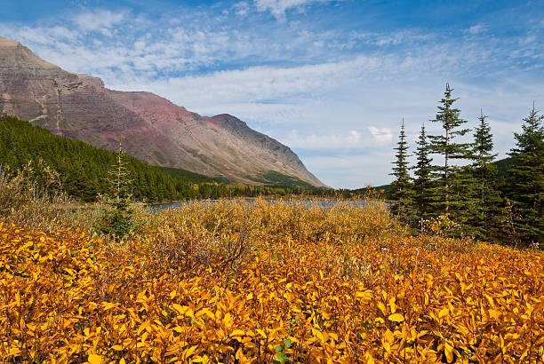 Fall Colors at Redrock Lake Fall comes early to the high country of Montana. While the plains are still baking in the heat of summer, the Continental Divide is taking on the hues of autumn. This scene of huckleberry bushes turning color was taken at Redrock Lake in Glacier National Park, Montana, USA. jeff goulden glacier national park stock pictures, royalty-free photos & images