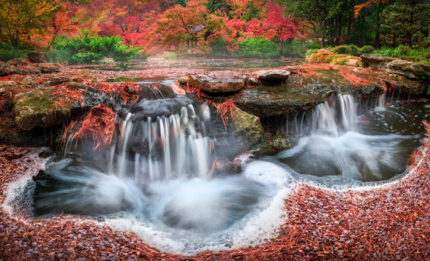 Fall Foliage and a Flowing Stream in the Japanese Garden Stunning fall colors in the Fort Worth Botanic Garden featuring a cascading stream in the foreground fort worth water stock pictures, royalty-free photos & images