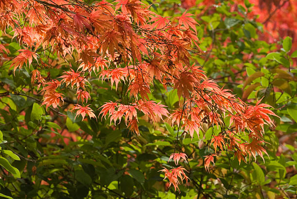 Fall foliage stock photo