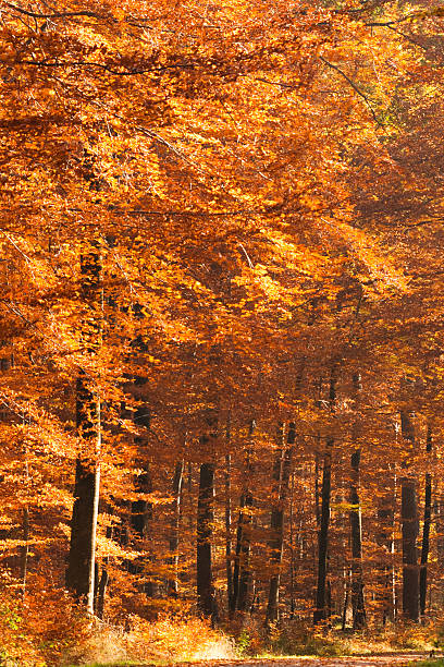 fall forest in orange stock photo