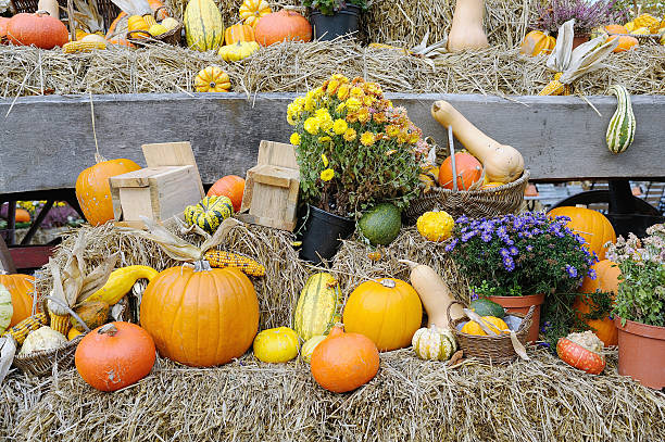 Fall harvest stock photo