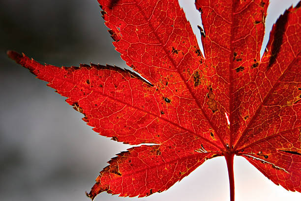 Fall Leaf stock photo