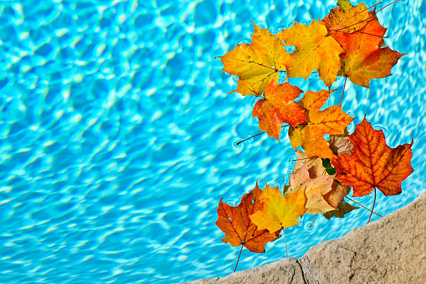 Fall leaves floating in pool stock photo