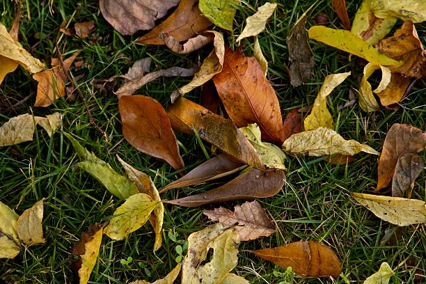 Fall Leaves on Green Grass stock photo