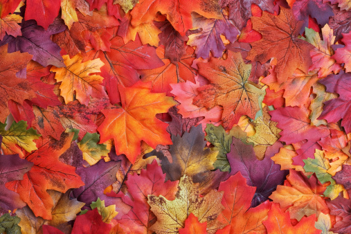 A sprawl of fake fall colored leaves.