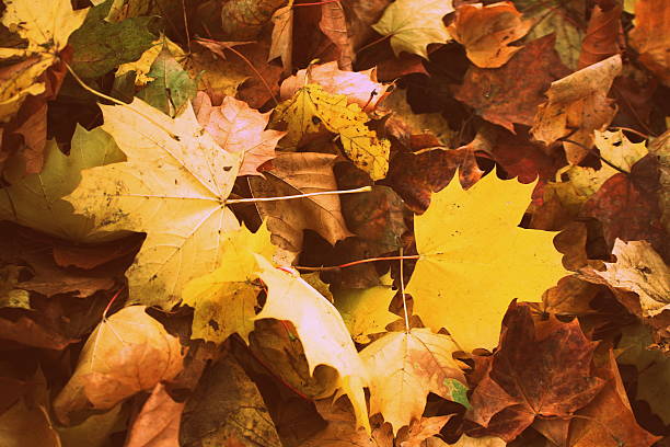 Fall Leaves stock photo