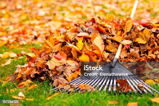 istock Fall leaves with rake 157256122