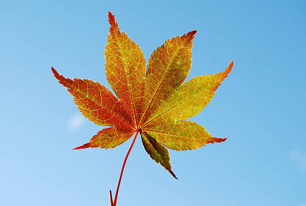 Fall Maple Leaf stock photo