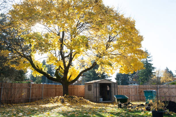 Fall Maple Tree stock photo