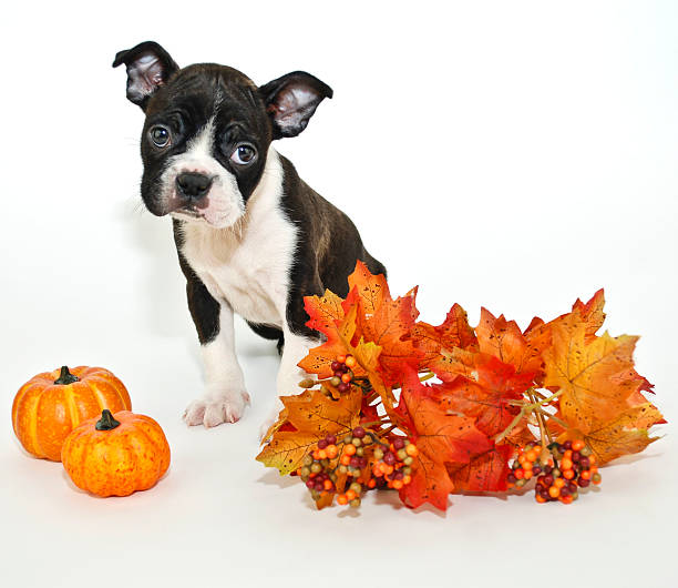 Fall Puppy stock photo