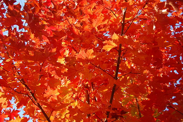 Fall Tree Color Fire stock photo