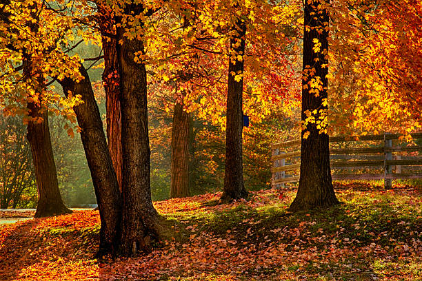 Fall Trees with Grass stock photo
