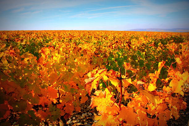 Fall Vineyard stock photo