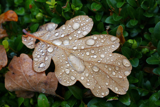 Photo of Fallen autumn oak leaves with rain drops in grass