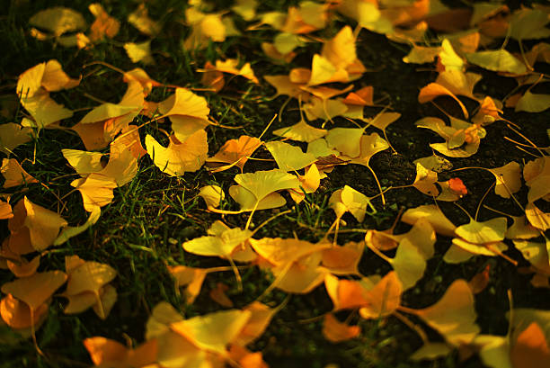 Fallen Ginkgo leaves in autmn stock photo