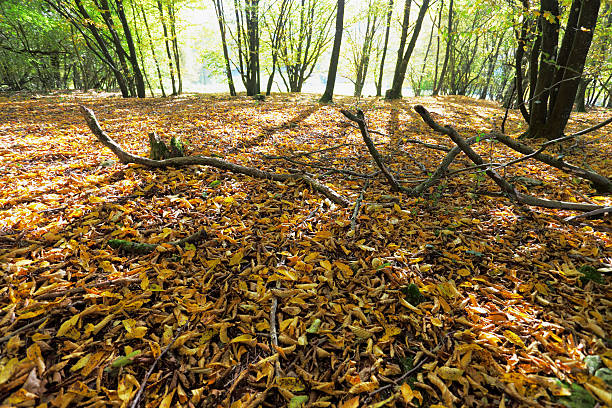 Photo of fallen leafs in colorful forest