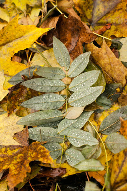 Fallen leave with water drops after the rain stock photo