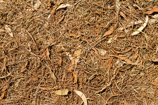 Fallen leaves and pine needles on the ground