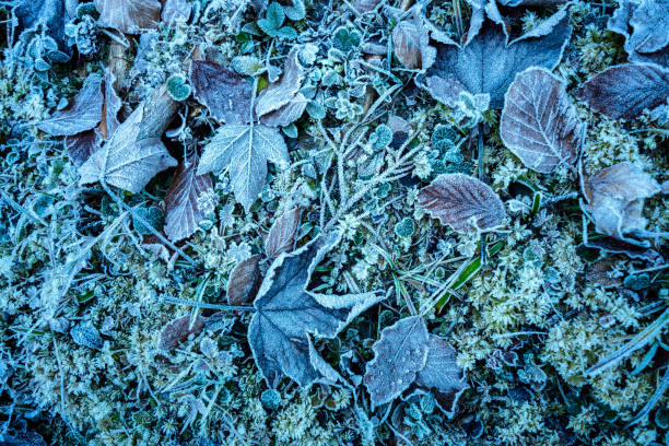 Fallen leaves frozen to the ground coated with ice and frost stock photo
