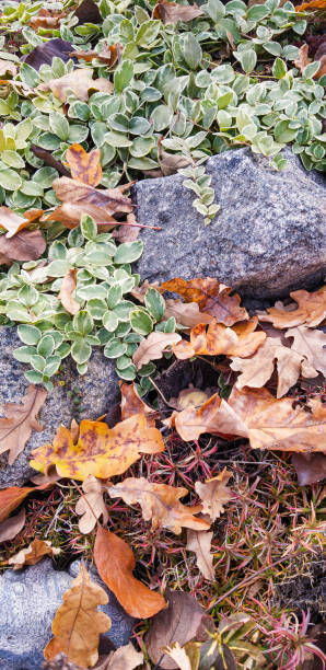 Photo of Fallen oak leaves on the background of rubble stone and green birch leaves