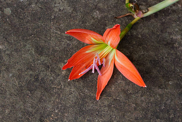 Fallen Orange Lily stock photo