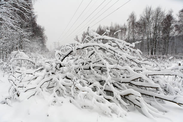 A fallen tree and power lines in the background. stock photo