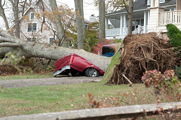 Fallen tree demolished a red truck during Hurricane Sandy A red truck lies crushed beneath a huge tree in the aftermath of Hurricane Sandy, a powerful storm which crashed into the Eastern USA. extreme weather photos stock pictures, royalty-free photos & images