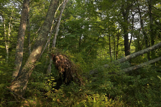 Fallen tree in New England woods stock photo