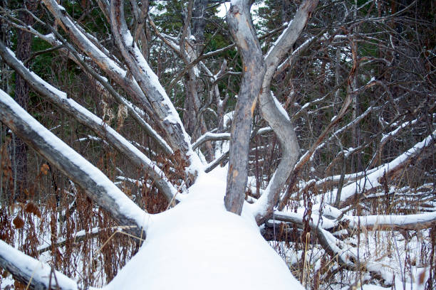 Photo of Fallen  tree in the forest at cold winter day. Snow on fallen tree