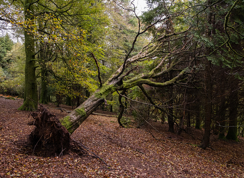 A fallen tree leaning against other trees in a wood on Dartmoor, England