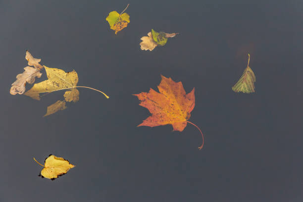 Photo of fallen yellow leaves in dark water