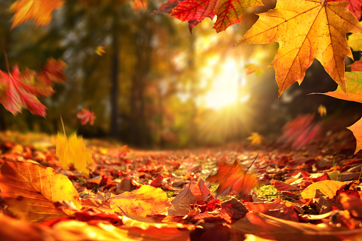 日没前の秋の紅葉 - 秋のストックフォトや画像を多数ご用意 - 秋, 落ちる, 葉 - iStock