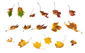 Collection of falling autumn leaves isolated on white background.