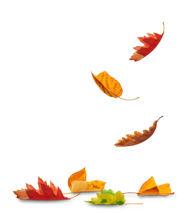 Autumn leaves falling to the ground (white background)...