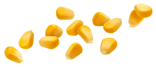 Falling corn seeds isolated on white background with clipping path Falling corn seeds isolated on white background with clipping path, collection of raw yellow corn grains corn stock pictures, royalty-free photos & images