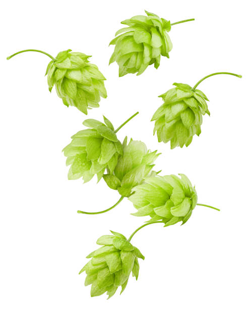 falling green hop, isolated on white background, clipping path, full depth of field - beer hop imagens e fotografias de stock