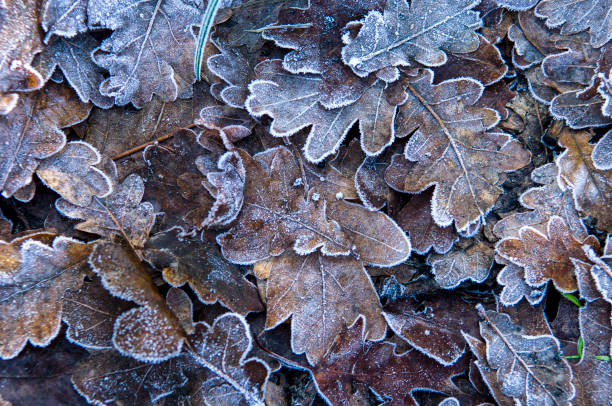 Photo of Falling Leaves with frost in winter time