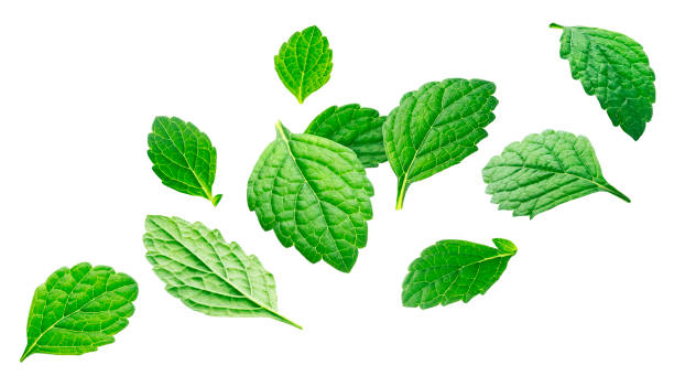 Falling melissa leaves, lemon balm isolated on white background Falling melissa leaves, lemon balm isolated on white background with clipping path mint leaf culinary stock pictures, royalty-free photos & images