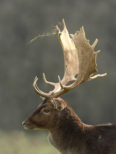 Fallow Deer Portrait stock photo