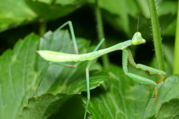 False garden Mantis (Pseudomantis albofimbriata) stock photo
