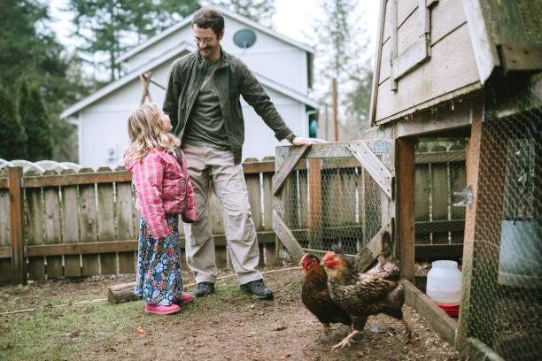 Family Caring For Their Chickens A father helps his daughter let their hens out of their coop and collect the eggs.  A special time of bonding, fun, and togetherness. chicken coop stock pictures, royalty-free photos & images
