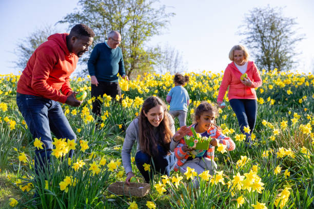 Family Easter Egg Hunting A multi-gen family walking through a field of daffodil flowers in Hexham, Northumberland. They are searching for eggs on an Easter egg hunt, they are holding their baskets to collect the eggs. easter sunday stock pictures, royalty-free photos & images