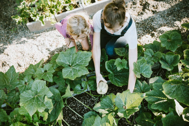 familj skörd grönsaker från trädgården på små hemgården - squash sun bildbanksfoton och bilder